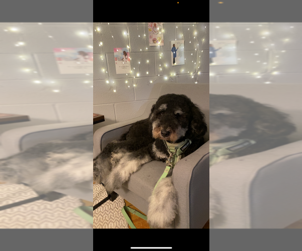 Medium Photo #1 Bernedoodle-Labradoodle Mix Puppy For Sale in HARRISBURG, IL, USA