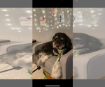 Small Photo #1 Bernedoodle-Labradoodle Mix Puppy For Sale in HARRISBURG, IL, USA
