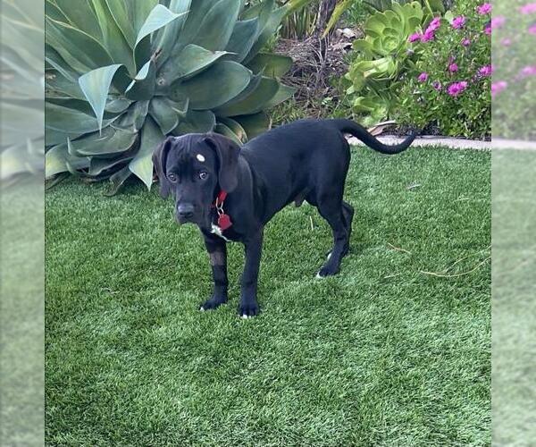 Medium Photo #4 Labrador Retriever-Unknown Mix Puppy For Sale in San Diego, CA, USA