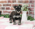 Small Photo #5 Schnauzer (Miniature) Puppy For Sale in SYRACUSE, IN, USA