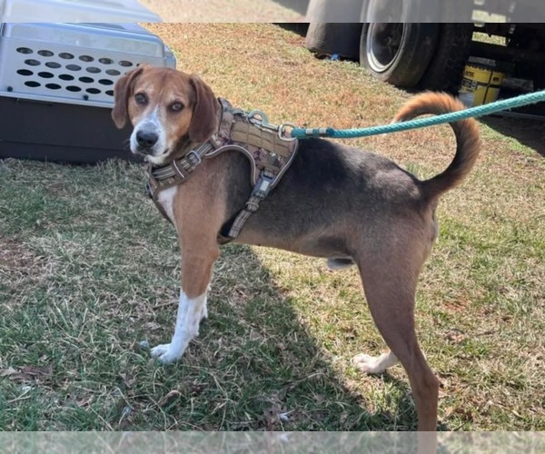 Medium Photo #15 Mutt Puppy For Sale in Rustburg, VA, USA