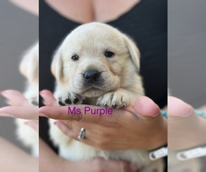 Labrador Retriever Puppy for sale in GERBER, CA, USA