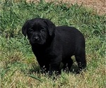 Small #4 Labrador Retriever