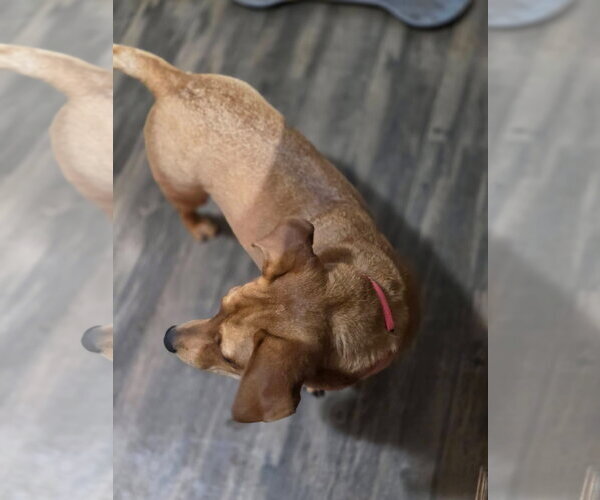 Medium Photo #3 Dachshund-Unknown Mix Puppy For Sale in New London, WI, USA
