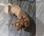 Small #2 Dachshund Mix