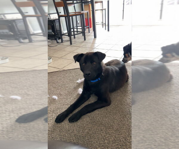 Medium Photo #2 Australian Shepherd-Unknown Mix Puppy For Sale in Salt Lake City, UT, USA
