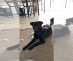 Small #1 Australian Shepherd Mix