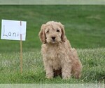 Small Photo #5 Cockalier-Poodle (Miniature) Mix Puppy For Sale in STANLEY, WI, USA