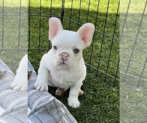 French Bulldog Puppy for Sale in SANTA ROSA, California USA