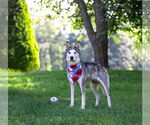 Small #7 Huskies  Mix