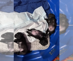 Pug Puppy for sale in SPRINGFIELD, IL, USA