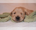 Small Photo #32 Golden Retriever Puppy For Sale in RICHMOND, TX, USA