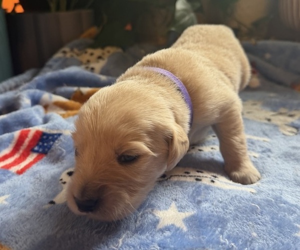 Medium Photo #1 Golden Retriever Puppy For Sale in VESUVIUS, VA, USA