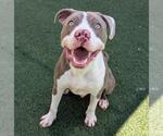 Small #10 American Pit Bull Terrier Mix