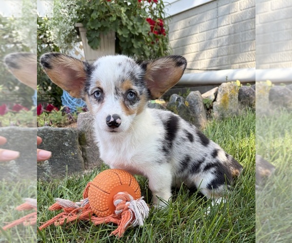 Medium Photo #2 Pembroke Welsh Corgi Puppy For Sale in MIDDLEBURY, IN, USA