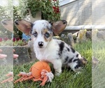 Small #1 Pembroke Welsh Corgi