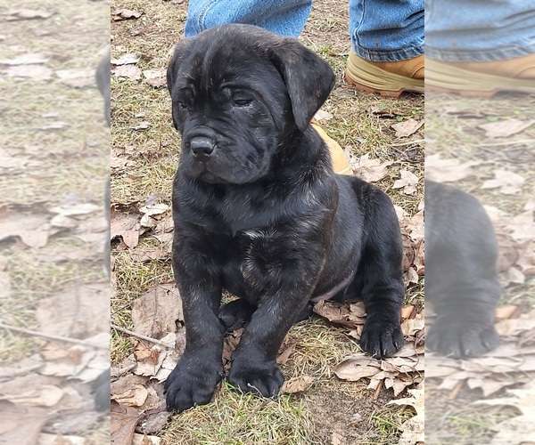 Medium Photo #3 Cane Corso Puppy For Sale in NUNICA, MI, USA