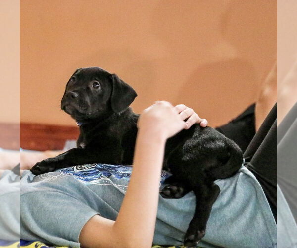 Medium Photo #4 Mutt Puppy For Sale in Mooresville, NC, USA