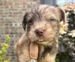 Puppy Dusty Scottish Terrier