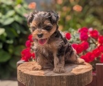 Small Photo #11 Yorkipoo Puppy For Sale in GOSHEN, IN, USA