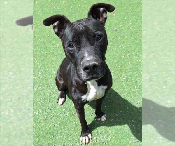 Medium Photo #4 Staffordshire Bull Terrier Puppy For Sale in Woodland, CA, USA