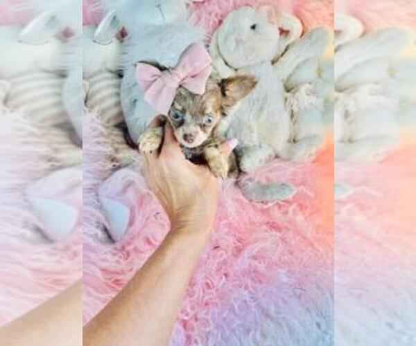 Medium Photo #9 Chihuahua Puppy For Sale in ORLANDO, FL, USA