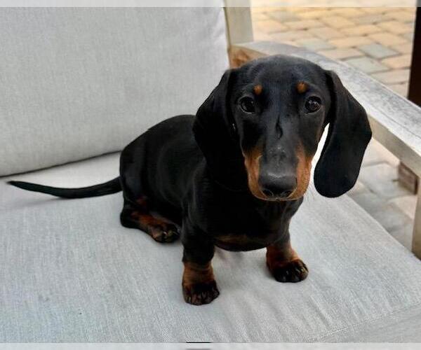 Medium Photo #8 Dachshund Puppy For Sale in Los Angeles, CA, USA