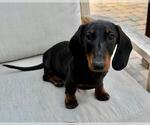 Small #7 Dachshund