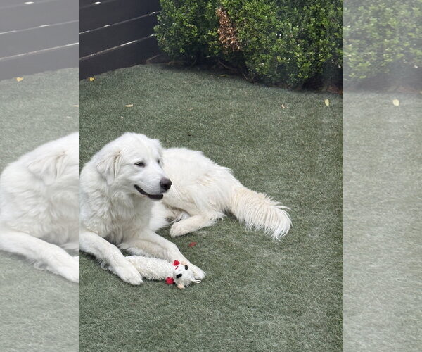 Medium Photo #6 Great Pyrenees Puppy For Sale in Dallas, TX, USA