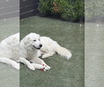 Small #5 Great Pyrenees