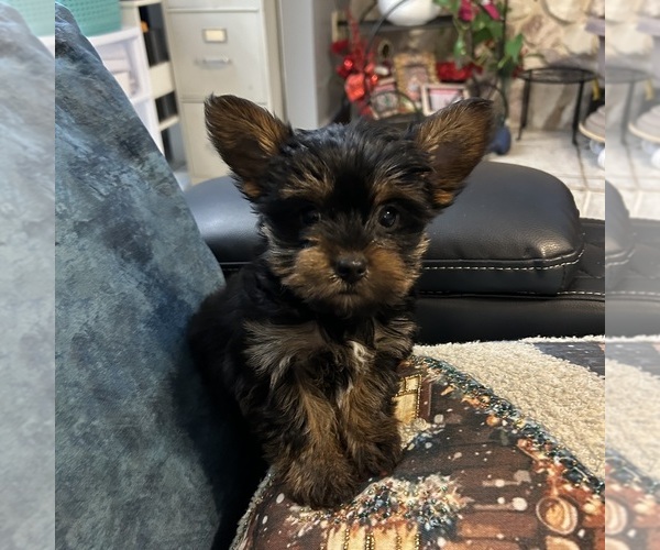 Medium Photo #10 Yorkshire Terrier Puppy For Sale in BRIDGETON, NJ, USA