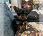 Small #9 Yorkshire Terrier