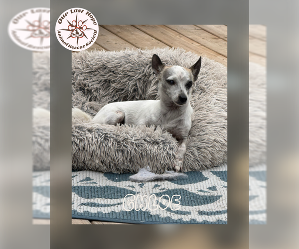 Medium Photo #1 Rat-Cha Puppy For Sale in Princeton, British Columbia, Canada
