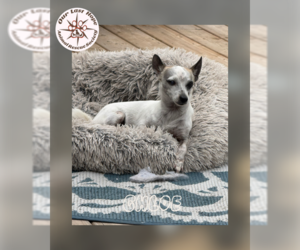 Rat-Cha Dogs for adoption in Princeton, British Columbia, Canada
