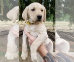 Image preview for Ad Listing. Nickname: AKC YELLOW LAB