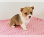 Small #2 Pembroke Welsh Corgi