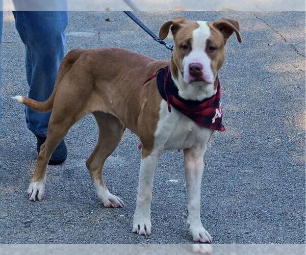 Medium Photo #2 American Staffordshire Terrier Puppy For Sale in Ocala, FL, USA