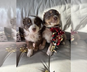 Australian Shepherd Puppy for Sale in HARRISON, Ohio USA