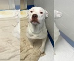 Small #3 Boxer Mix