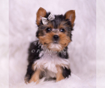 Puppy Mookie Yorkshire Terrier