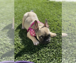 French Bulldog Puppy for sale in COLTON, CA, USA