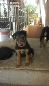 Medium Photo #3 Airedale Terrier Puppy For Sale in SAINT GEORGE, UT, USA