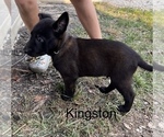 Puppy Kingston Belgian Malinois