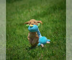 Small Photo #20 Labrador Retriever Puppy For Sale in FRESNO, OH, USA
