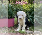 Small #10 Old English Sheepdog