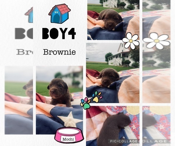 Medium Photo #12 Miniature Australian Shepherd Puppy For Sale in BLMGTN, IN, USA