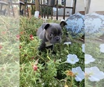 Small #7 Faux Frenchbo Bulldog