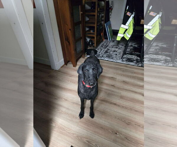 Medium Photo #4 Poodle (Standard) Puppy For Sale in Westwood, NJ, USA