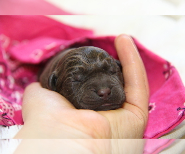 Medium Photo #10 Labrador Retriever Puppy For Sale in HYDE PARK, VT, USA