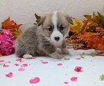Small #12 Pembroke Welsh Corgi